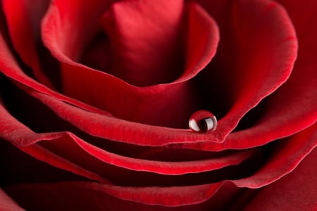 just one drop - nature, red, photography, macro, rose, flower, closeup