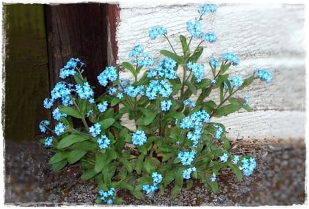 Forget Me Not - forget me not, flowers, flower, blue