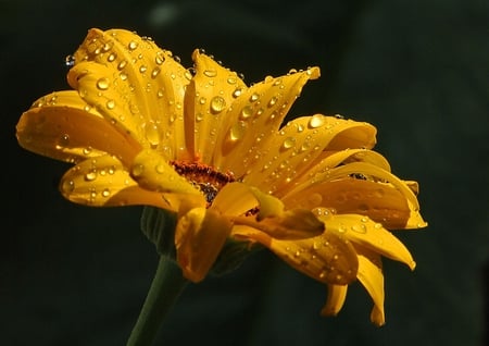 Yellow Flower - nature, flowe, yellow, rain