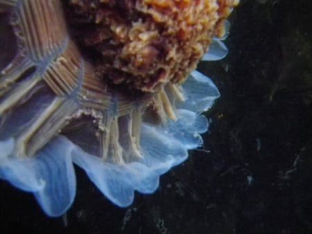 Jellyfish - marine life, jellyfish, underwater, strange fish, fish, close up