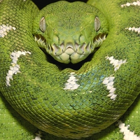 Green Snake