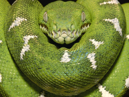 Green Snake - exotic snake, green snake, poison, snake