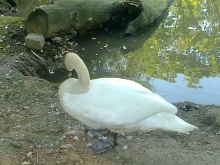 Just  a  goose - goose, zoo, birds, animals