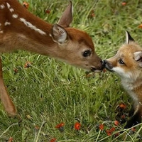 Deer and fox.