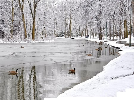 Ducks in the Pond - winter, duck, pond, snow