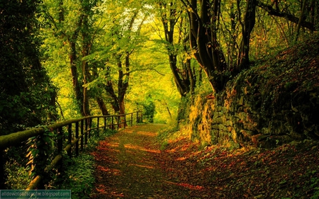 Beautiful Forest - path, autumn leves, green, forest, fence