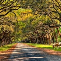 Horses grazing near the road.