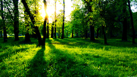 Green_Life - rays, sky, sunlight, trees, sun, light, nature, view, forest, pretty, beautiful, scenery, leaves, green, grass