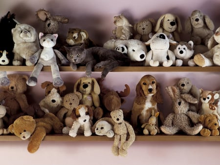 Cute animals - toy, bear, animal, kitten, teddy, cat, puppy, dog