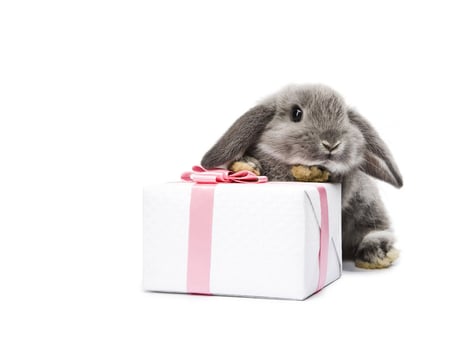 Cute hare - hare, rodent, box, animal, cute