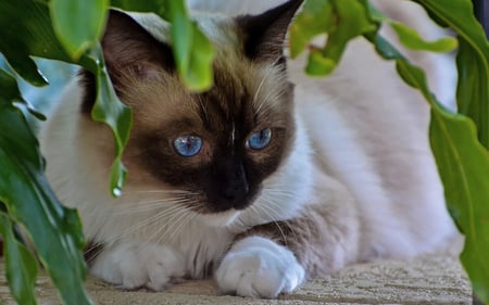 Cat blue eyes - cat, feline, animal, kitten