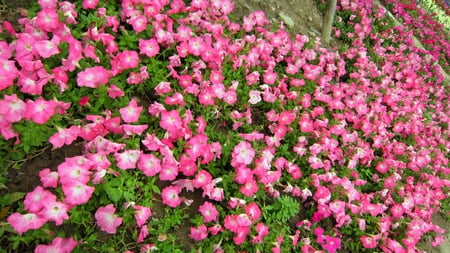 Pink flowers - flowers, lovely, pink, pretty