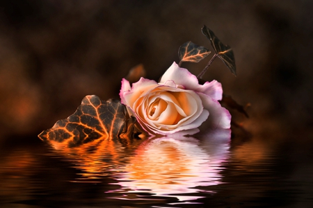 Magic rose - delicate, water, magic, beauty, flower, petals, reflection, pink, leaves, pink rose, wonderful, fantasy, soft, rose