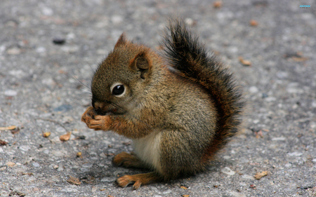 squirrel-10126-2560x1600.jpg - hd, sahilnair, squirrel, 2560x1600