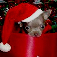 MY CHRISTMAS CHI CHI