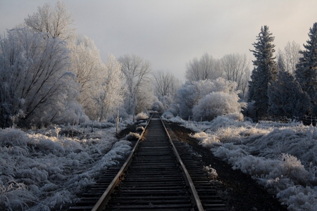 Winter way - tracks, trees, frozen, winter, nature, cold