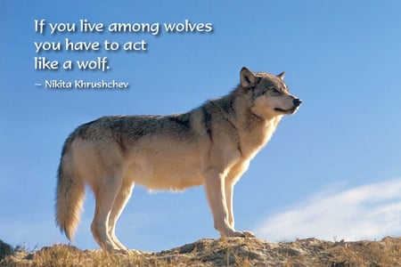 Wolf Wisdom - howl, wolf pack, wolf wallpaper, grey wolf, pack, wolves, spirit, lone wolf, grey, dog, mythical, dog a, timber, canis lupus, lobo, winter, majestic, wallpaper, nature, wolf, wolf wisdom, abstract, snow, wild, beautiful, animal, friendship, canine, solitude, howling