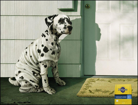 Weight Loss ! - dog, cool ad, wallpaper, food, pedigree weight loss