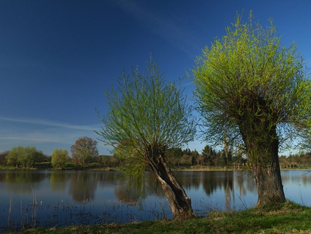 Willows - trees, water, nature, green, spring, willow