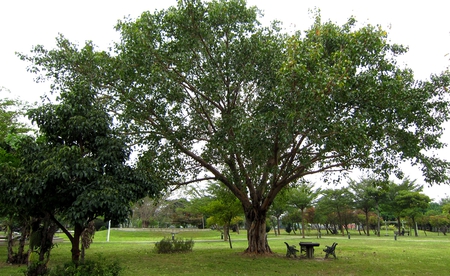 Sit in the shade - the shade, grass, peaceful, tree, chair