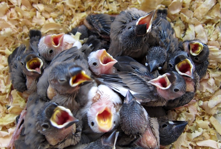 Hungry little nestlings - beg for food, hungry, nestlings, birds