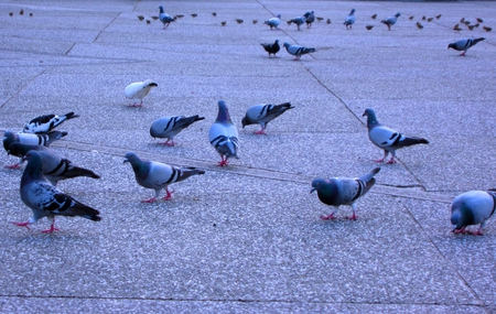 Pigeon - lovely, pigeon, eating, walk