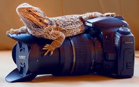 Canon style - canon, dslr, camera, brand, photography, iguana, technology