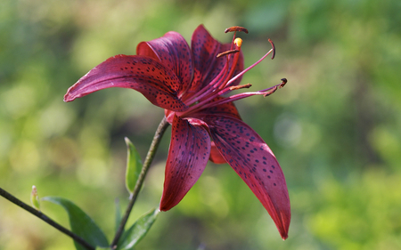 Lily - summer, lily, flowers, colour, amazing, nature