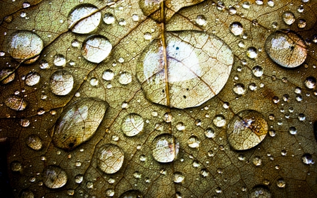 Dropped Leaf - dropped, nature, water, leaf