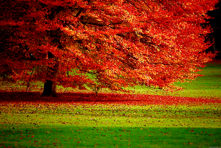 Autumn_Tree - beauty, autumn, trees, photography, brown, fall, view, orange, green, tree, grass, landscape, nature, alone, forest, beautiful, jungle, leaves, scenery, fallen, photo