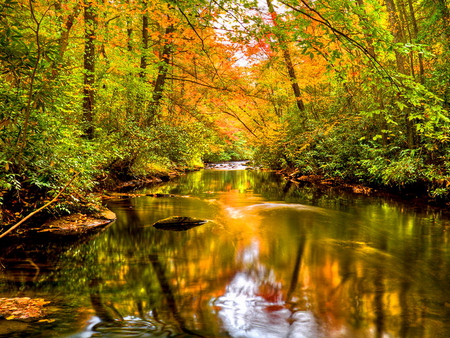 Silent forest river - silent, forest, reflection, mirrored, river, golden, nature, colors