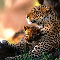 Mommy leopard and her baby.