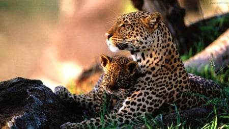 Mommy leopard and her baby.