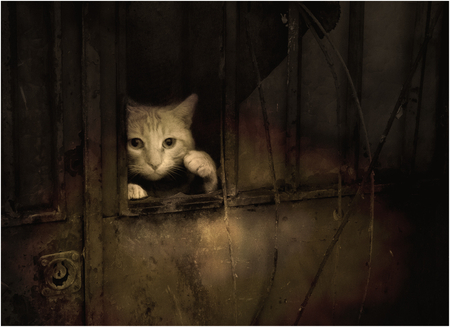 *** - animals, cat, sepia, bw, farewell, reality, photography, moment, sad