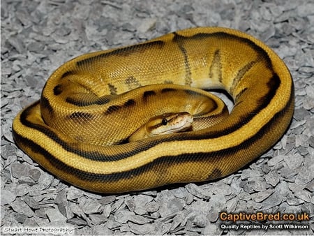 Ball_Python - ball, python, cool, picture