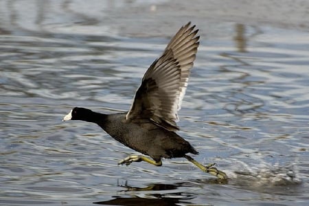 Coot Running On Water - picture, cool, running, coot, on water