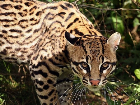 Ocelot-Cat - picture, ocelot, beautiful, cat