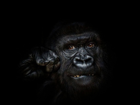 Gorilla in Dark - picture, gorilla, cool, in dark