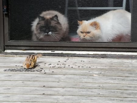 Eating Seeds - cats, seeds, deck, chipmunk