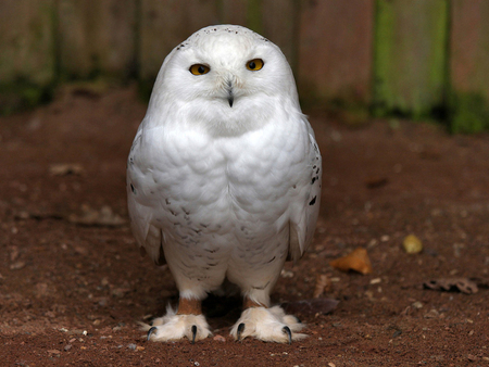 Owl - owl, bird, animal, cute, life