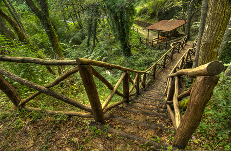 Forest-HDR - pretty, scenery, amazing, landscape, great, grass, forest, steps, walk, leaves, view, hdr, nice, trees, beautiful, photography, beauty, lovely, cool, ladders, tree, nature, green, park