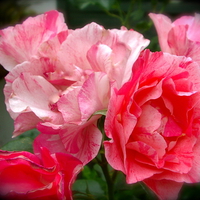 Pink Candy Stripe Roses