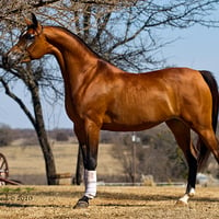 Beautiful Arabian Horse