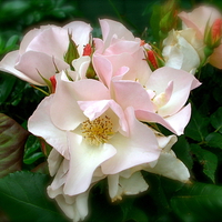 Rose Pretty Pink with rose buds