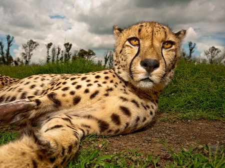 Cheetah - cheetah, reclining, cat, africa