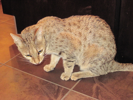 Cat Lover2,,del amante del gato ,,amant de chat - cats, brown, black, photography, tile, grey