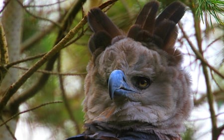 pajaro - hd, pico azul, tipo de aguila, linda ave