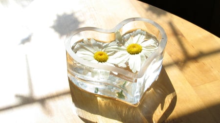 Daisy Heart - daisies, water, heart, two, sunshine, glass