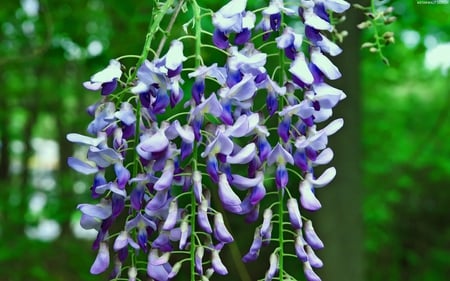 BUNCH of Blue Flowers - of blue, flowers, hd, bunch