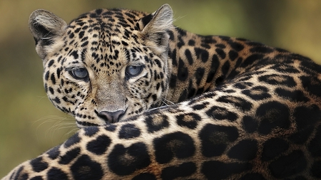 Big Cat - gazing, big, leopard, spotted, eyes, pose, cat